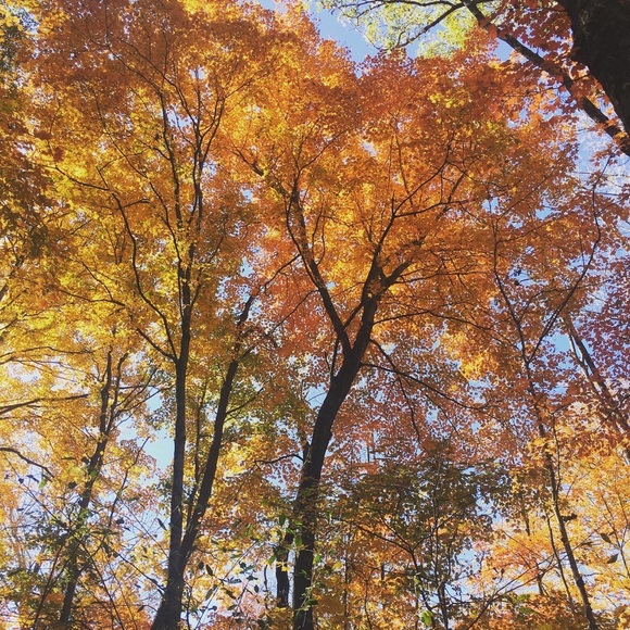 Meet your Posher, Elizabeth - Picture 4 of 5